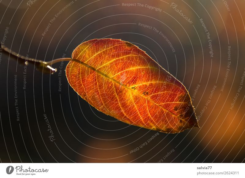 coloured leaf Nature Autumn Leaf Autumnal colours Plant Rachis Macro (Extreme close-up) Shallow depth of field Colour photo Deserted Bright Colours