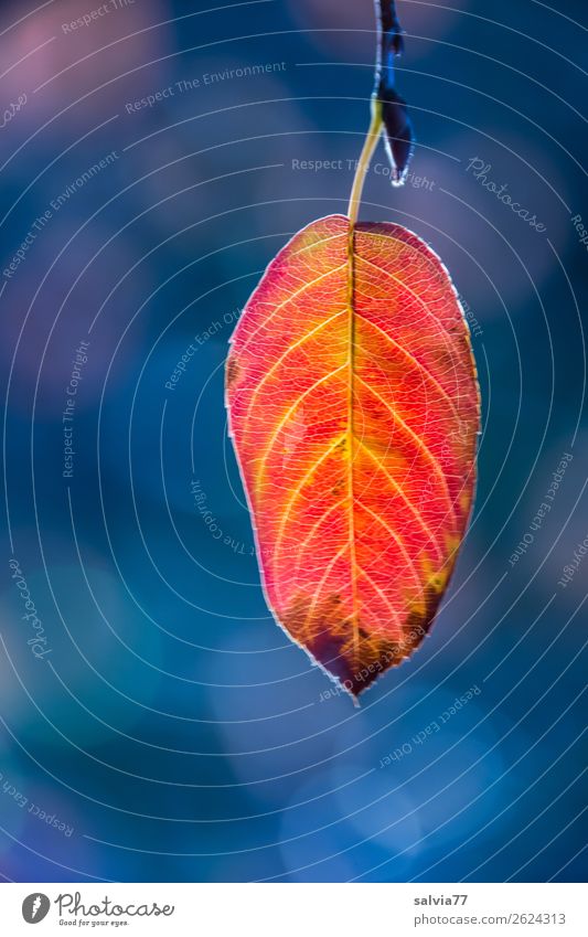 The last sheet Nature Plant Autumn Leaf Twig Autumnal colours Park Illuminate To dry up Blue Yellow Orange Red Esthetic End Calm Symmetry Transience Change