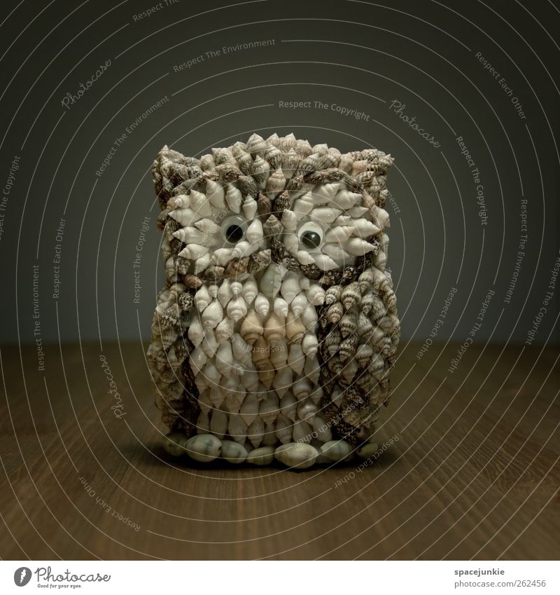 Owl (2) Observe Uniqueness Bird Owl birds Eagle owl Whimsical Humor Funny Mussel Colour photo Interior shot Copy Space top Artificial light Animal portrait