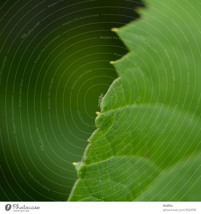 SPRING MESSENGERS Plant Spring Leaf Growth Thorny Green Spring fever Environment Change Macro (Extreme close-up) Exterior shot Deserted Copy Space left