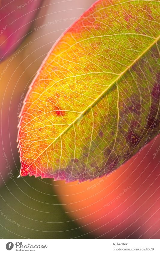 variegated autumn leaf Garden Nature Plant Sunlight Autumn Leaf Beautiful Multicoloured Yellow Green Violet Orange Pink Red Underside of a leaf Limp