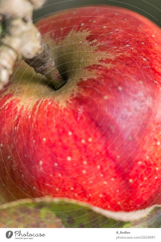 Apple on a branch Fruit Nutrition Eating Organic produce Vegetarian diet Plant Garden To enjoy Hang Fresh Healthy Brown Green Red Apple stalk Apple tree