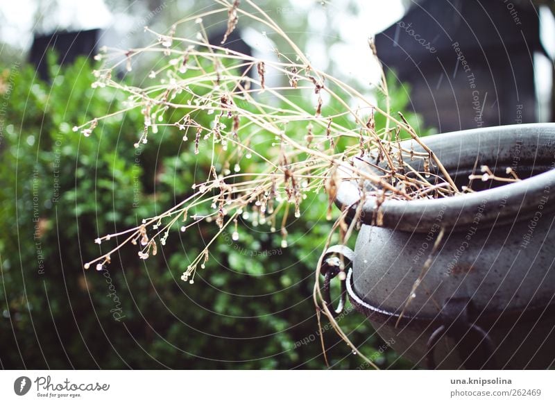 rain.drops Drops of water Bad weather Rain Plant Park Cemetery Bowl Metal Wet Tombstone Amphora Bushes Colour photo Subdued colour Exterior shot Deserted Day