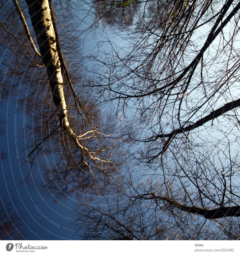 vertigo test Environment Nature Plant Sky Winter Beautiful weather Tree Birch tree Forest Society Climate Complex Competition Sustainability Growth Change