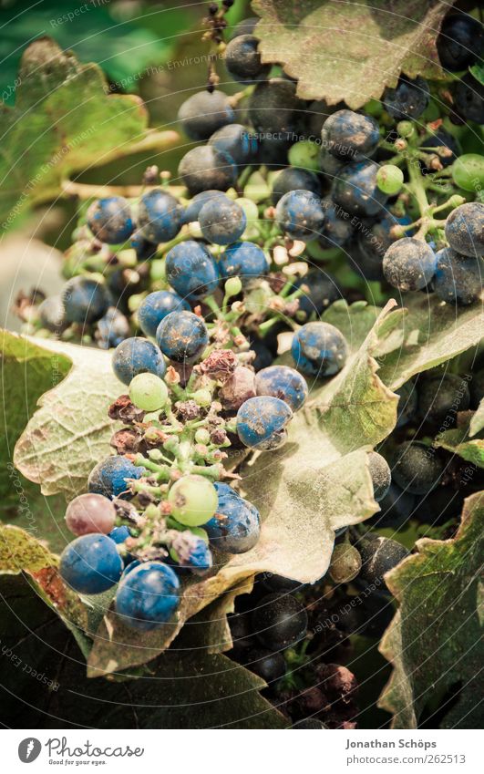 The vineyard XI Summer Sun Environment Nature Plant Beautiful weather Blue Green Bunch of grapes Vine Growth Flourish Agriculture Extend Warmth South