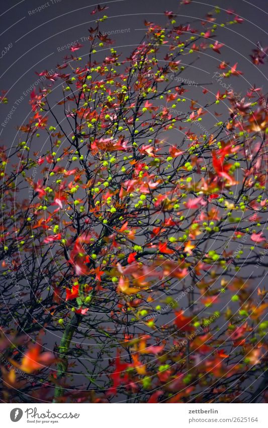 autumn evening Evening Goodbye Branch Tree Leaf Multicoloured Dark End Colour Garden Autumn Autumn leaves Sadness Night Nature Park Grief Plant Exchange Twig