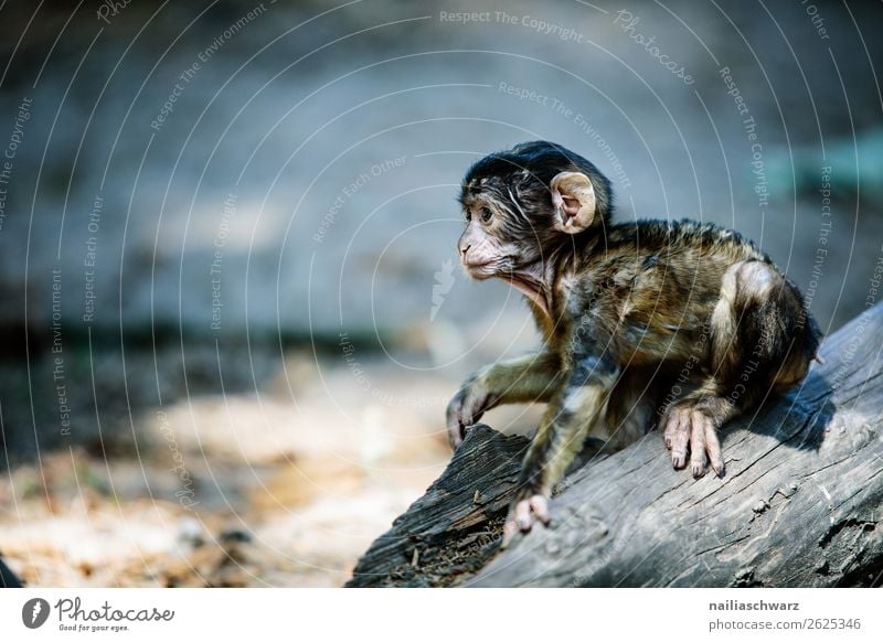 Barbary monkey Environment Nature Animal Wild animal Barbary ape Monkeys magot Macaca sylvanus Observe Discover Crouch Wait Brash Friendliness Happiness Natural