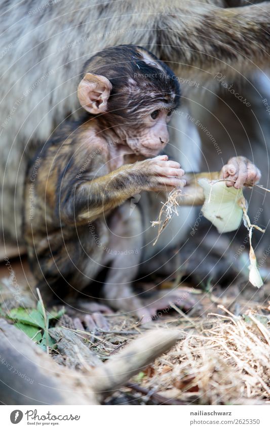 Barbary monkey Animal Wild animal Monkeys Barbary ape 1 Baby animal Observe Discover Relaxation To feed Crouch Communicate Sit Happiness Together Funny Near