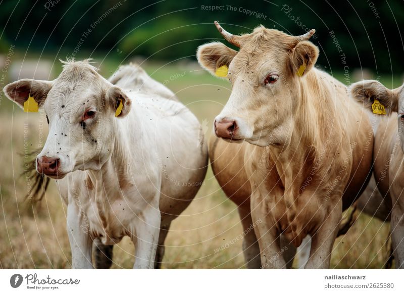 Cows Pasture Vacation & Travel Summer vacation Agriculture Forestry Farmer Grass Meadow Field Animal Farm animal 2 Group of animals Herd Observe Discover