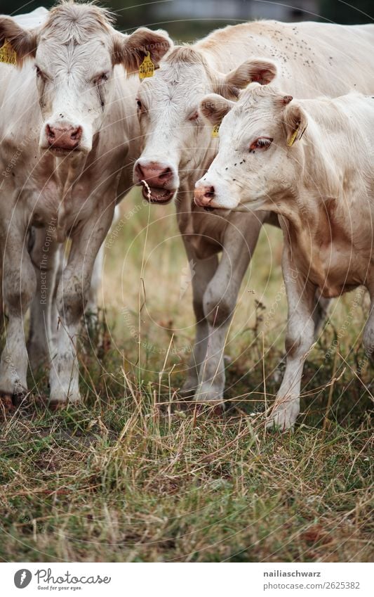 cows Agriculture Forestry Landscape Animal Grass Meadow Field Farm animal Cow Calf 3 Observe To feed Looking Friendliness Together Happy Natural Curiosity Cute