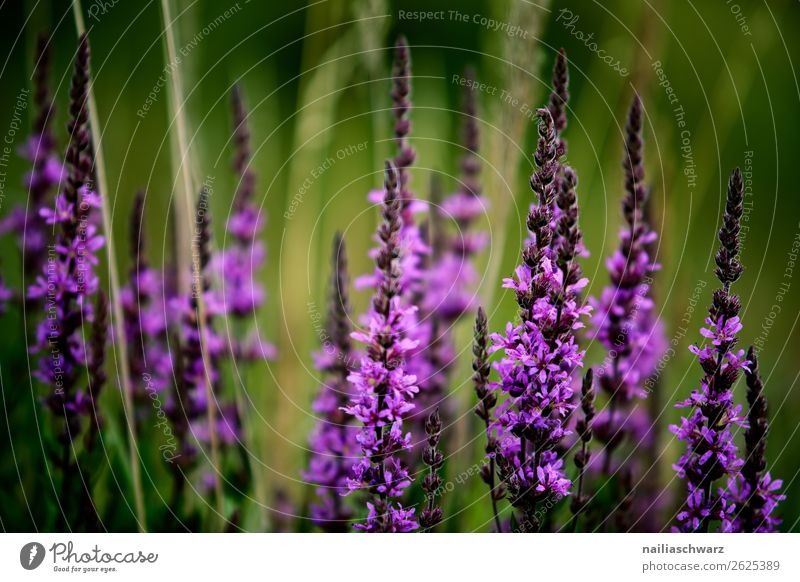 Salvia Flower Environment Nature Plant Blossom Agricultural crop Wild plant Sage Purple Flower Lavender Garden Park Meadow Field Fragrance Growth Simple Natural