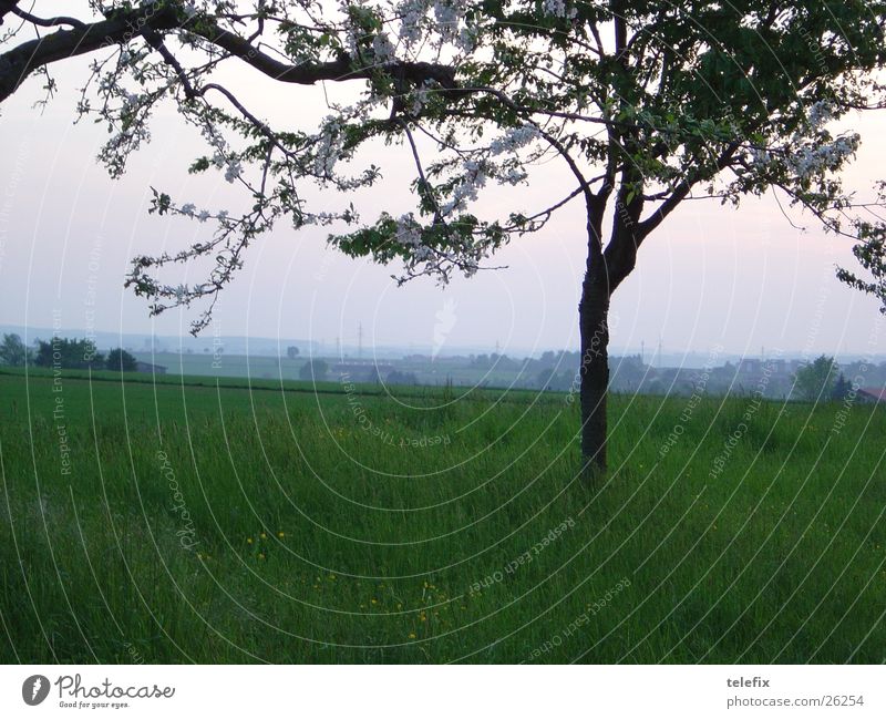 Tree on field Meadow Field Dark Twilight Spring Summer Pasture Evening