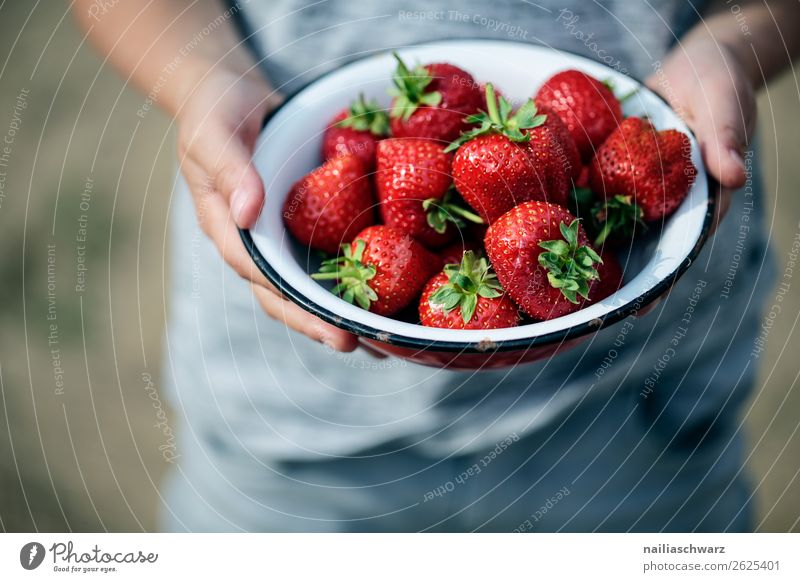 summer Food Fruit Strawberry Nutrition Organic produce Vegetarian diet Crockery Bowl Joy Healthy Vacation & Travel Tourism Summer vacation Child Boy (child)