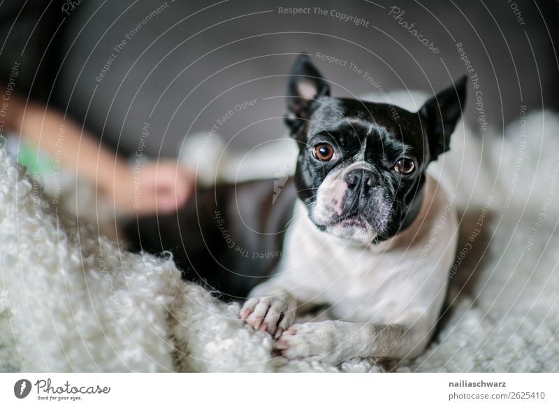 Boston Terrier Lifestyle Elegant Style Beautiful Animal Dog boston terrier French Bulldog Blanket Observe Relaxation Lie Looking Sleep Funny Natural Curiosity