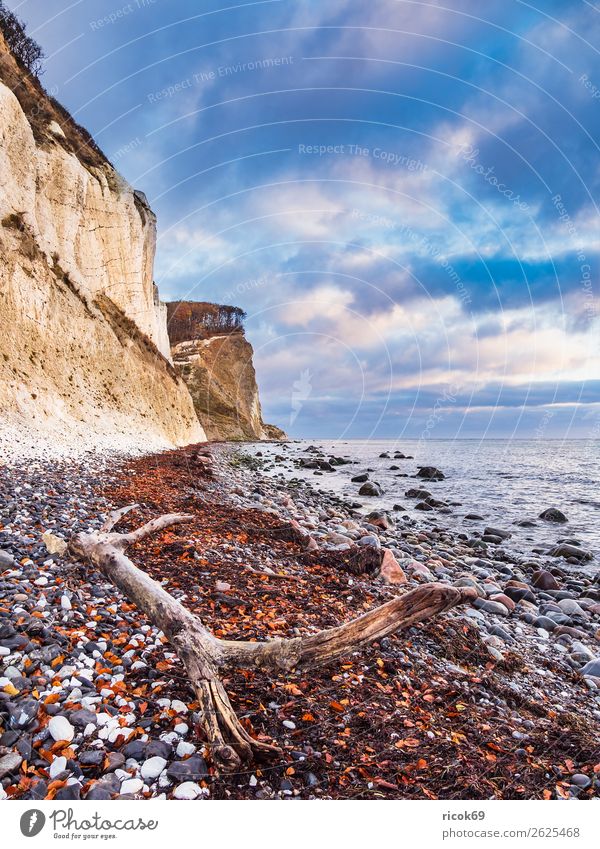 Baltic Sea coast on the island of Moen in Denmark Relaxation Vacation & Travel Tourism Beach Ocean Nature Landscape Water Clouds Autumn Tree Forest Rock Coast