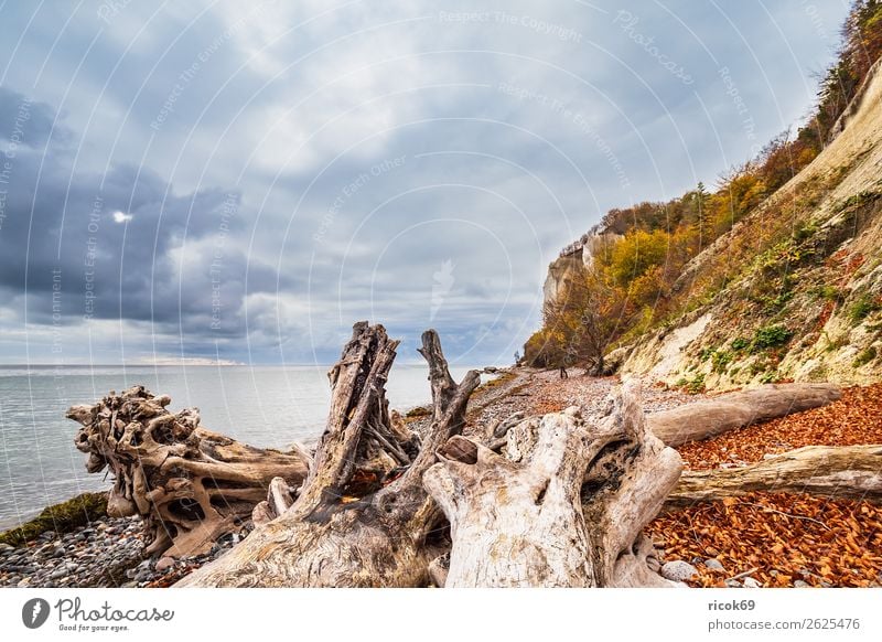 Baltic Sea coast on the island of Moen in Denmark Relaxation Vacation & Travel Tourism Beach Ocean Nature Landscape Water Clouds Autumn Tree Forest Rock Coast