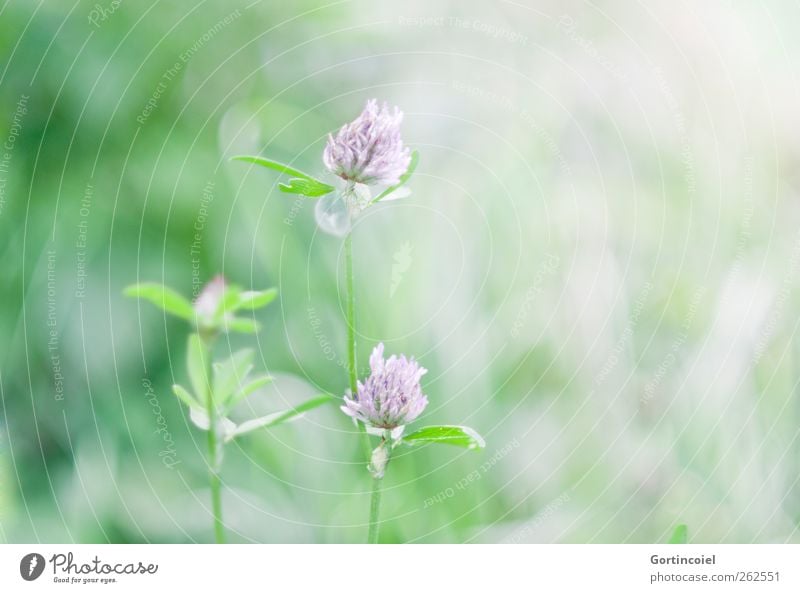 cloverflower Environment Nature Plant Spring Summer Beautiful weather Flower Leaf Blossom Garden Green Violet Spring fever Spring flower Clover Clover blossom