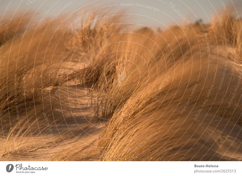 On the beach Wellness Life Nature Landscape Elements Grass Coast Beach Marram grass Flying To swing Growth Esthetic Fantastic Wild Gold Joie de vivre (Vitality)