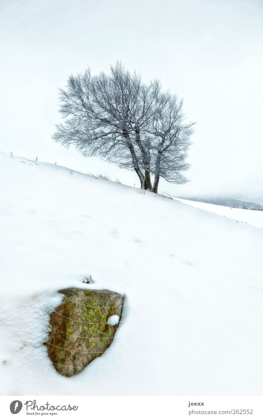 What a ... Landscape Sky Winter Wind Fog Tree Hill Mountain Cold Blue Brown Green Black White Power Wind cripple wind beech Tilt Colour photo Subdued colour