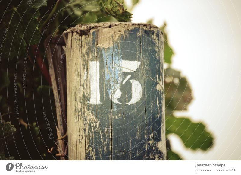 The vineyard 13 Environment Nature Plant Brown Digits and numbers Signs and labeling Wooden stake Vineyard License plate Row Agriculture Close-up Drought