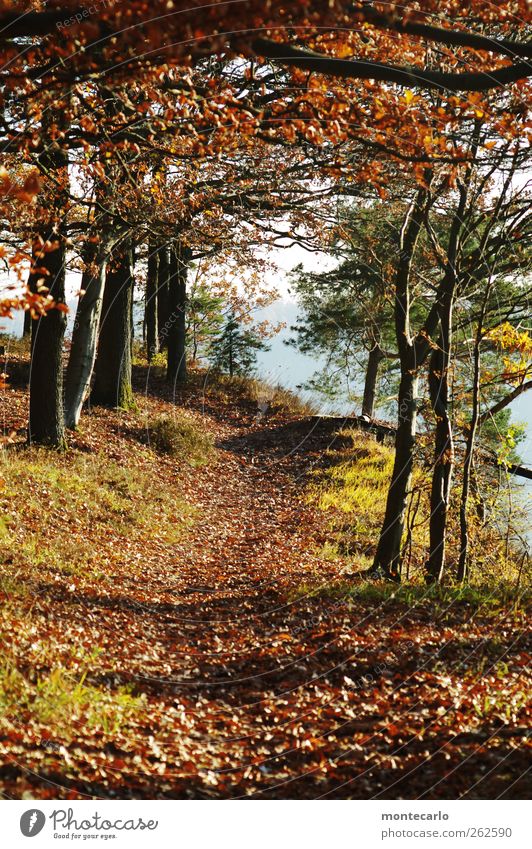 Golden mood. Environment Nature Landscape Sun Sunlight Autumn Weather Beautiful weather Tree Leaf Wild plant Forest Footpath Fragrance Natural Original Positive