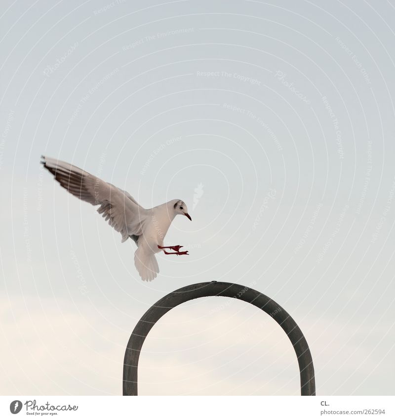 spot landing Sky Clouds Animal Wild animal Bird Animal face Wing Claw Seagull 1 Flying Free Freedom Beak Lamp Lantern Landing Target Objective achievement