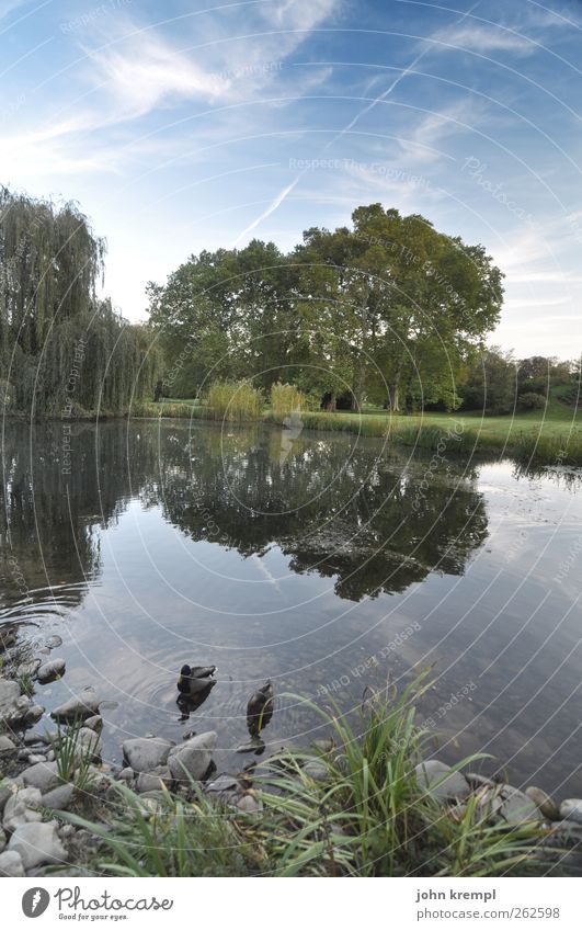 Örpel and Görtrud Nature Tree Weeping willow Pond Graz eggenberg Austria Tourist Attraction Monument Animal Duck Coot 2 Swimming & Bathing Historic Natural