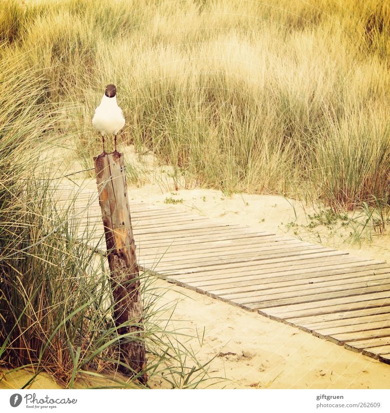 wait for better times Environment Nature Landscape Plant Elements Sand Grass Bushes Coast Beach North Sea Ocean Animal Bird 1 Sit Wait Patient