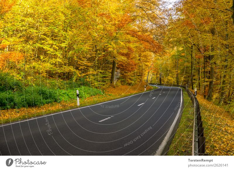 autumn street Environment Nature Landscape Autumn Tree Transport Traffic infrastructure Street Driving Faded To dry up Multicoloured Yellow Green Red