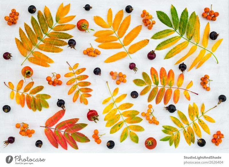 Colorful autumn flat lay with leaves and berries Fruit Design Beautiful Leisure and hobbies Garden Gardening Agriculture Forestry Art Work of art Nature Plant