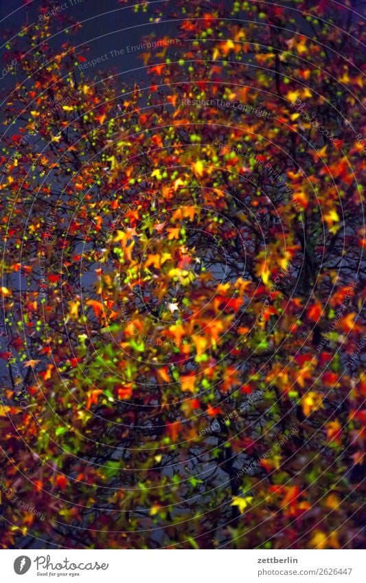 plane tree in the evening/autumn Evening Goodbye Branch Tree Leaf Multicoloured Dark End Colour Garden Autumn Autumn leaves Sadness Night Nature Park Grief