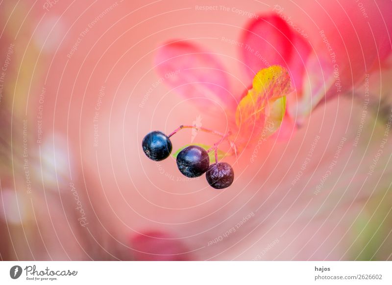 Aronia, ripe berries on shrub Fruit Organic produce Nature Pink aronia Berries apple berry salubriously Vitamin C Black Mature background blurred Exterior shot