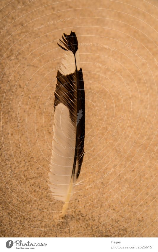 Feather of a seagull on the beach of the Baltic Sea Beach Nature Sand Animal Soft Black Seagull strand Individual White gem Large Exterior shot Close-up