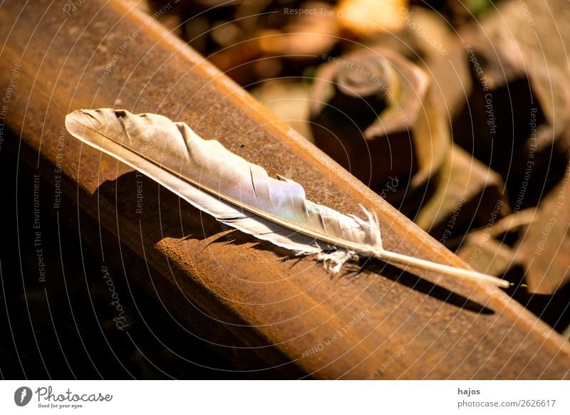 Spring on old railway rails Nature Soft Feather Old rusty Hard antagonism Yin and Yang Fluffy Delicate still life Close-up Colour photo Exterior shot