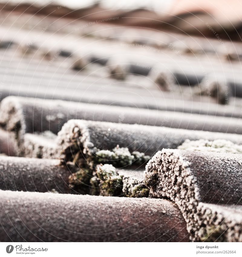 ice roof Winter Climate Weather Ice Frost Moss Manmade structures Roof Roofing tile Cold White Moody Seasons Hoar frost Colour photo Exterior shot Deserted