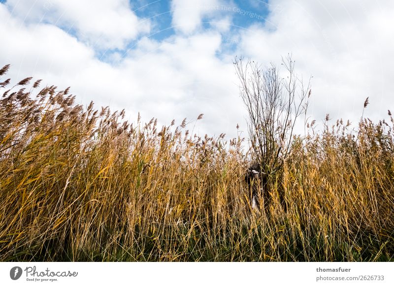 Reed, autumn Vacation & Travel Trip Nature Landscape Sky Clouds Autumn Weather Wind Tree Bushes Willow tree Common Reed Coast Baltic Sea Lake Experience Climate