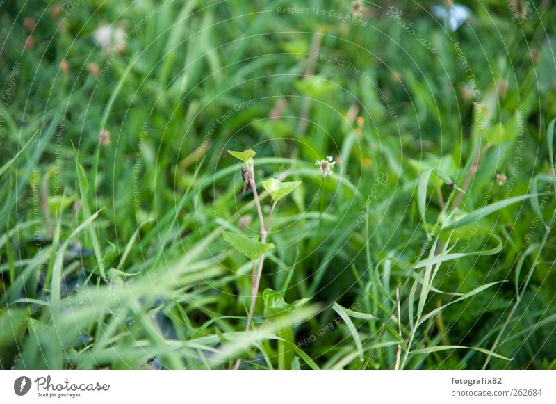 grass green Environment Nature Plant Animal Summer Beautiful weather Grass Bushes Leaf Foliage plant Garden Park Meadow Farm animal Beetle Movement Flying