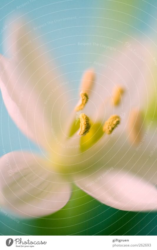 first glimpse of spring Environment Nature Plant Spring Flower Blossom Esthetic Fragrance Fresh Beautiful Clean Blue Yellow White Joie de vivre (Vitality)