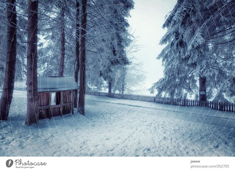 Uncle Tom Nature Winter Fog Ice Frost Snow Tree Forest Hut Lanes & trails Cold Blue Black White Moody Calm Relaxation Idyll Wooden hut Snowscape Fence