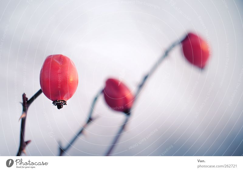 Pink canina Nature Plant Winter Bushes Rose hip Thorn Stalk Twig Meadow Cold Blue Red 3 Colour photo Subdued colour Exterior shot Close-up Detail