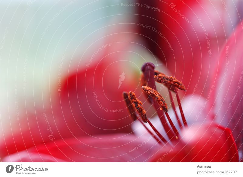 dust Plant Summer Flower Blossom Red Pollen Pink Pistil Colour photo Exterior shot Close-up Detail Macro (Extreme close-up) Day Deep depth of field