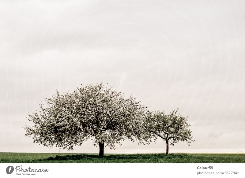 Apple tree with blossoms Nature Cloudless sky Spring Tree Blossom Jump White Germany Hesse apple trees Landscape Bud Growth Agriculture Grass Field Day wax