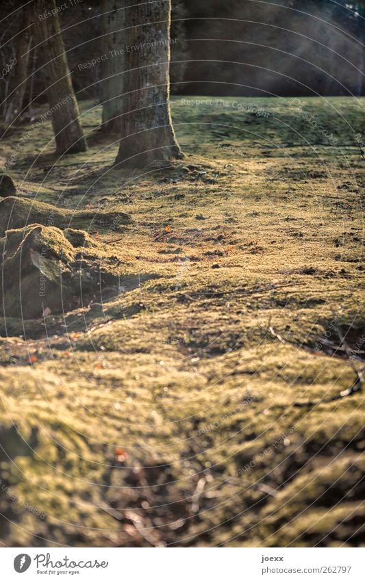 carpet Nature Sunlight Beautiful weather Tree Forest Old Large Bright Brown Green Black Carpet of moss Colour photo Subdued colour Exterior shot Deserted Day