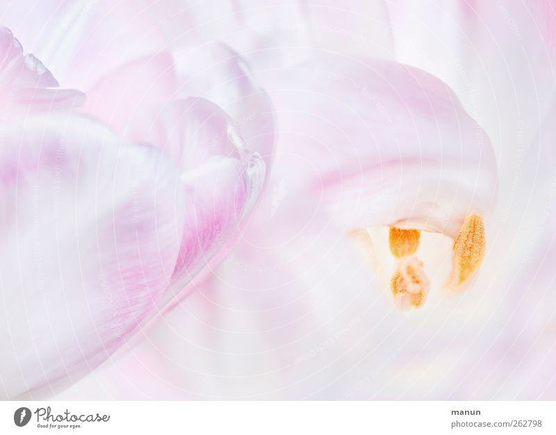 pink tulips Nature Spring Flower Tulip Blossom Bright Natural Pink Spring fever Colour photo Close-up Detail Deserted Contrast Shallow depth of field