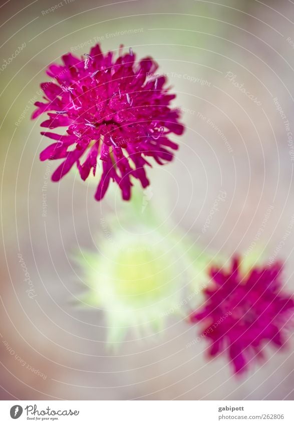 beginning of spring Spring Plant Flower Exotic Blossoming Fragrance Natural Beautiful Pink Spring fever Colour Blur Colour photo Exterior shot Deserted Sunlight