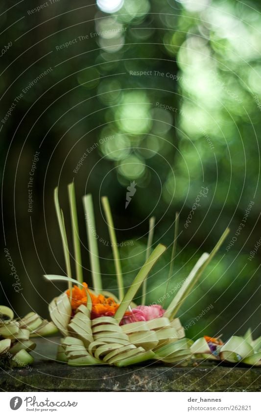 bubbles from the sacrificial basket Bowl Decoration Authentic Beautiful Dedication Grateful Moral Bali Sacrificial offering Hinduism Colour photo Multicoloured