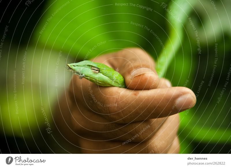 Little Nagini Environment Animal Wild animal Snake Animal face 1 Catch To hold on To feed Small Beautiful Green Exotic Feather Colour photo Multicoloured