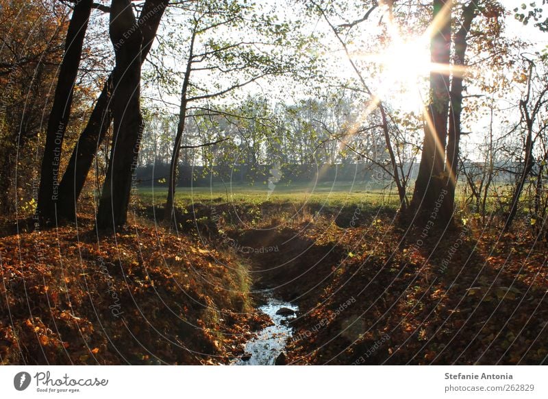 autumn sun Landscape Water Sun Sunlight Autumn Beautiful weather Tree Forest River bank Brook Contentment Calm Multicoloured Exterior shot Deserted Light Shadow