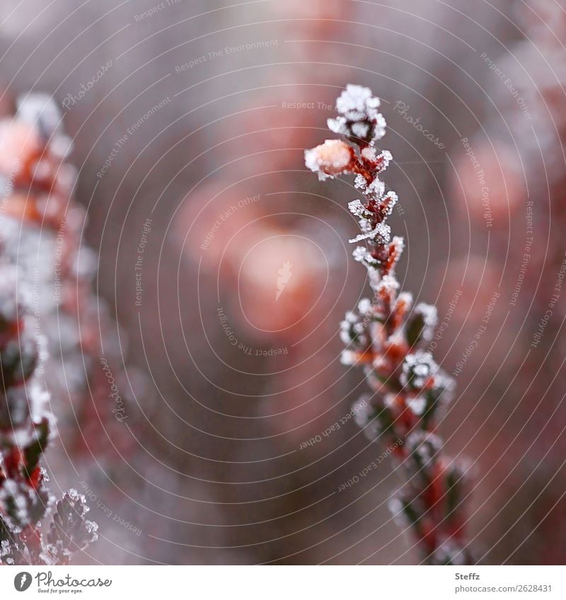 Ornamental heather covered with hoarfrost Ornamental Heather Hoar frost Cold Frost chill Nordic winter cold Ice Erika Cold shock blossom cold snap