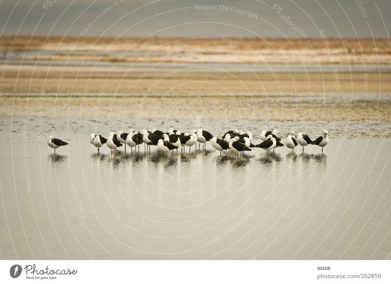 bird bath Calm Summer Environment Nature Landscape Elements Earth Sky Climate Beautiful weather Lakeside Desert Oasis Animal Wild animal Bird Group of animals